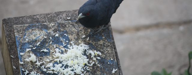 Asian_Koel_eating_cooked_rice_in_Chennai